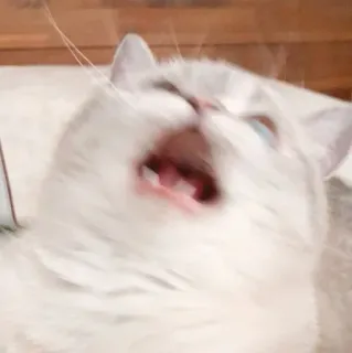 🐾 e02201b4 kot, ziewanie, śmieszne, zwierzę whatsapp sticker