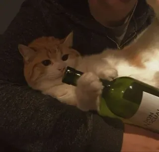 @GreySunders || Meow 🐾 whatsapp stickers