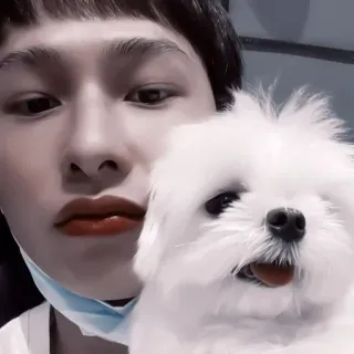 ⚓️ 2de967ef Pessoa, Cachorro, Selfie, Bonito, Animal de estimação, Cachorro branco, Cachorro pequeno telegram sticker
