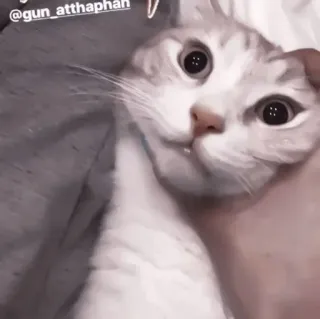 ⚓️ 92ee2563 @gun_atthaphan gato, animal de estimação, animal, fofo, engraçado telegram sticker