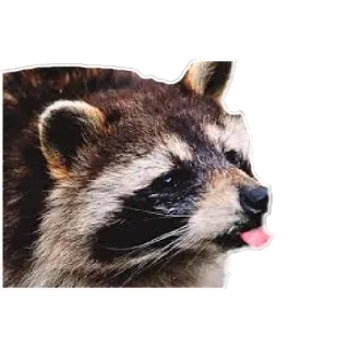 😝 0f29a603 Waschbär, Tier, Zunge, süß, Wildtier telegram sticker
