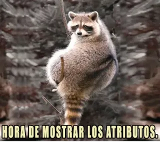 🍑 1daf66c9 HORA DE MOSTRAR LOS ATRIBUTOS. Waschbär, lustig, Tier, Humor telegram sticker
