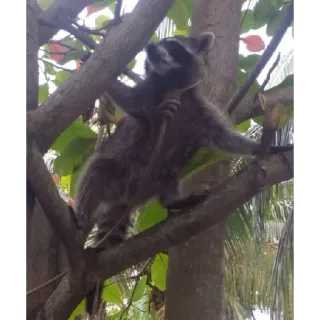 😵 2862bf30 Waschbär, Tier, Wildtier, Baum, Natur telegram sticker