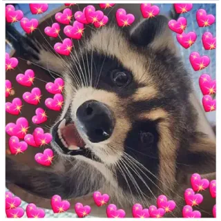 💖 2c23c21c Waschbär, Tier, Herzen, süß, Liebe, Aufkleber telegram sticker