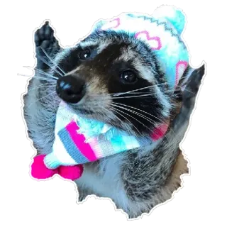 🧣 2dac38d9 Waschbär, Tier, Winter, Mütze, Schal telegram sticker