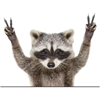 ✌️ 305fd5d6 Waschbär, Friedenszeichen, Tier, süß, Wildtier telegram sticker