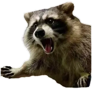 😱 32f08797 Waschbär, Tier, Meme, Wütend telegram sticker