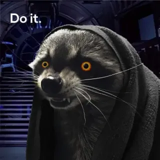 🤯 40d63f47 Do it. Waschbär, Tier, Meme, Motivation telegram sticker