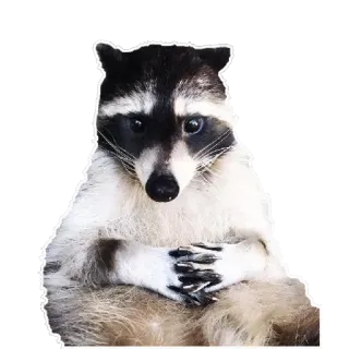 🤔 5360b533 Waschbär, Tier, Säugetier, süß, fell, Wildtier telegram sticker