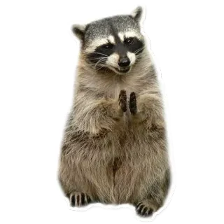 😈 59fadb3e Waschbär, Tier, süß, Säugetier, Wildtier, betteln telegram sticker