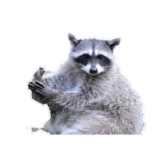 🦶 5af37897 Waschbär, Tier, Säugetier, süß, Geste, Stinkefinger telegram sticker