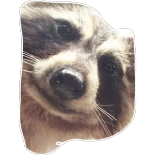 👽 5bb2f125 Waschbär, Tier, süß, Wildtier, Säugetier telegram sticker