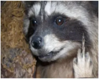 🖕 630c1104 Waschbär, Stinkefinger, beleidigend, Tier, unhöflich, Geste telegram sticker