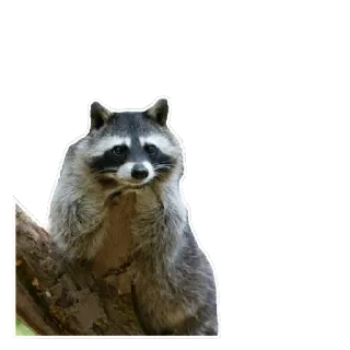 😐 6f70667b Waschbär, Tier, Wildtier, Natur telegram sticker
