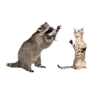 🐱 76e2fcd0 Waschbär, Katze, Tiere, Freundschaft, niedlich telegram sticker