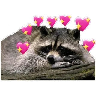 💖 7a189e3e Waschbär, Tier, Herzen, süß, kawaii telegram sticker