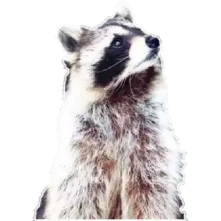 🙄 7f9fae44 Waschbär, Tier, Wildtier, Säugetier telegram sticker