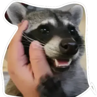 😚 839dcd69 Waschbär, Tier, Haustier, süß telegram sticker