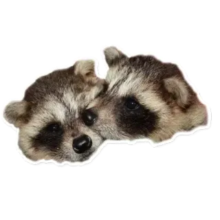 Habēmus más Raccoon telegram stickers