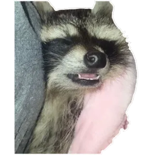 🥪 8c4b9311 Waschbär, Tier, Säugetier, Wildtier, süß, schlafend, fellartig telegram sticker