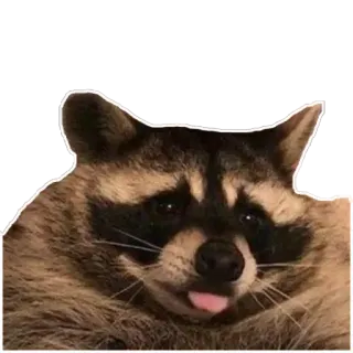 😋 a66158cf Waschbär, Tier, Zunge, süß, Säugetier, Wildtier telegram sticker