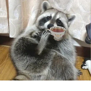 🍵 b1a84428 Waschbär, Tee, Tier, Süß, Tasse, Teetasse telegram sticker