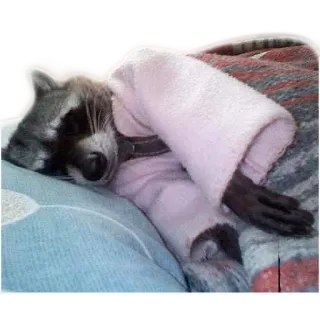 😴 b1bb3cb8 Waschbär, schlafend, Tier, süß, gemütlich telegram sticker