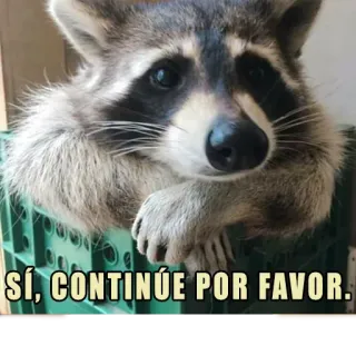 👌 b2ec6b86 SÍ, CONTINÚE POR FAVOR. Waschbär, Tier, süß, lustig telegram sticker