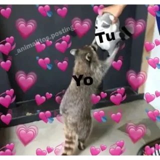 💖 cafdb9f0 Yo
Tu Waschbär, Herz, süß, Liebe, Meme telegram sticker