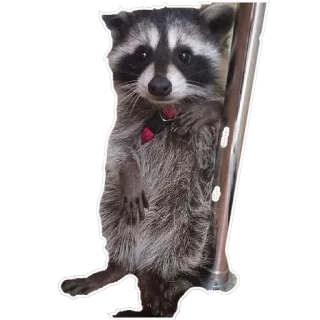 💃 cfa1ba35 Waschbär, Tier, süß, Säugetier, Wildtier telegram sticker