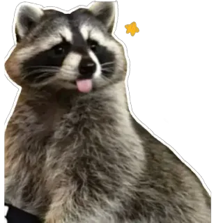 😋 ec95ec1f Waschbär, Tier, süß, Zunge telegram sticker