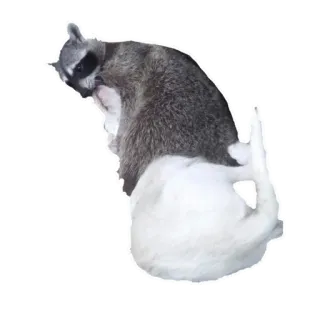 🐶 f68b856e Waschbär, Katze, Tier, Meme, Lustig telegram sticker
