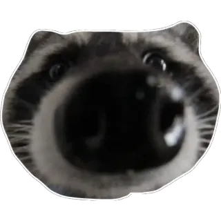 👃 f8442c06 Waschbär, Tier, Meme, Lustig, Süß telegram sticker