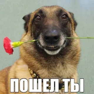 👳‍♂ 17c39cc6 ПОШЕЛ ТЫ dog, flower, russian, insult, offensive telegram sticker
