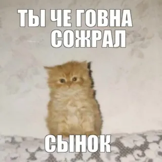 😚 2139812a ТЫ ЧЕ ГОВНА СОЖРАЛ СЫНОК cat, kitten, meme, funny, animal, pet telegram sticker