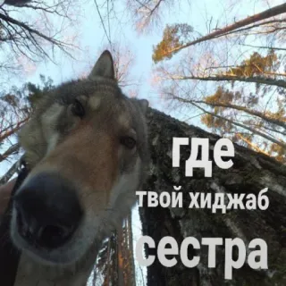 🧕 60fc4762 где твой хиджаб сестра wolf, meme, hijab, sister, animal, russian, funny telegram sticker