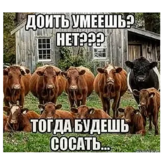 🐄 c442a42a ДОИТЬ УМЕЕШЬ? НЕТ??? ТОГДА БУДЕШЬ СОСАТЬ... cow, meme, funny, animal, farm, humor, offensive telegram sticker