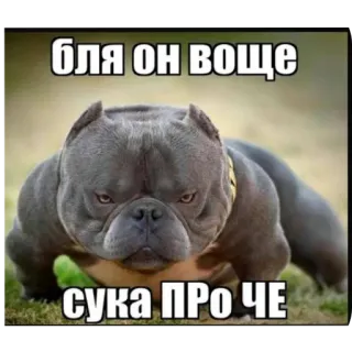 🐶 d7e78591 бля он воще сука ПРО ЧЕ dog, meme, offensive, slang, animal telegram sticker