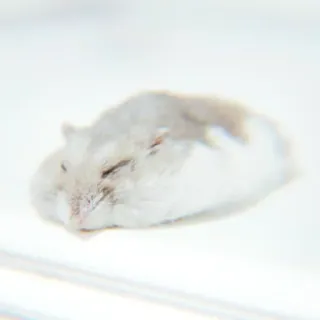 ✨ 29f291b7 hamster, tidur, hewan, peliharaan, imut, rodentia telegram sticker