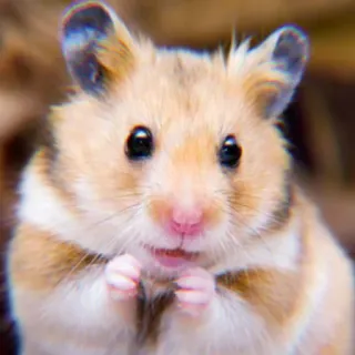 ✨ 2ac97267 hamster, binatang pengerat, lucu, hewan peliharaan, hewan telegram sticker