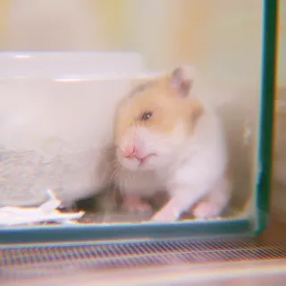 ➭ ꒰ bee ᵎ ˀˀ꒱ :: @COMFORTABEE whatsapp stickers