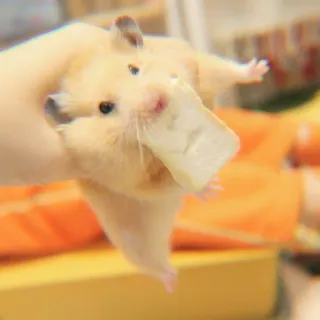 ✨ 831501d8 hamster, hewan, peliharaan, binatang pengerat, makanan, lucu telegram sticker