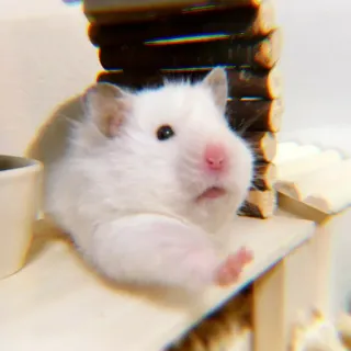 ✨ e6020566 hamster, putih, hewan, peliharaan, imut telegram sticker