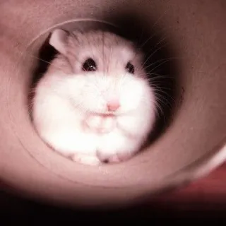 🤏 6205279d ハムスター, 動物, かわいい, ペット, げっ歯類, トンネル, 白 telegram sticker