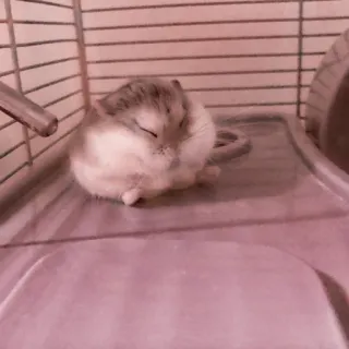 🤏 75f49407 ハムスター, げっ歯類, 動物, ケージ, ペット, かわいい telegram sticker