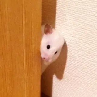 😉 07eca09d Hamster, Haustier, Tier, niedlich, Nagetier, klein telegram sticker