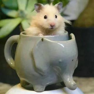 🙂 0b06a68c hamster, süß, haustier, tier, nagetier, tasse, elefant, lustig, entzückend telegram sticker