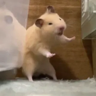 😅 0bdb2c09 Hamster, Nagetier, Tier, süß, lustig, klein telegram sticker