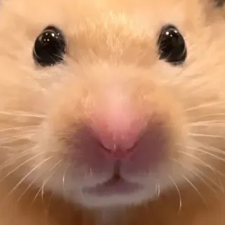 😳 0cb23095 Hamster, Haustier, Tier, Nagetier, süß, Gesicht, Nahaufnahme telegram sticker