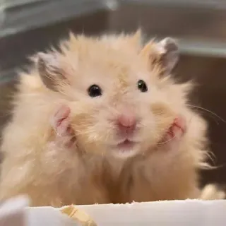 😮‍💨 18ef5043 Hamster, Nagetier, süß, Tier, Haustier, fellig, Säugetier, zahm telegram sticker